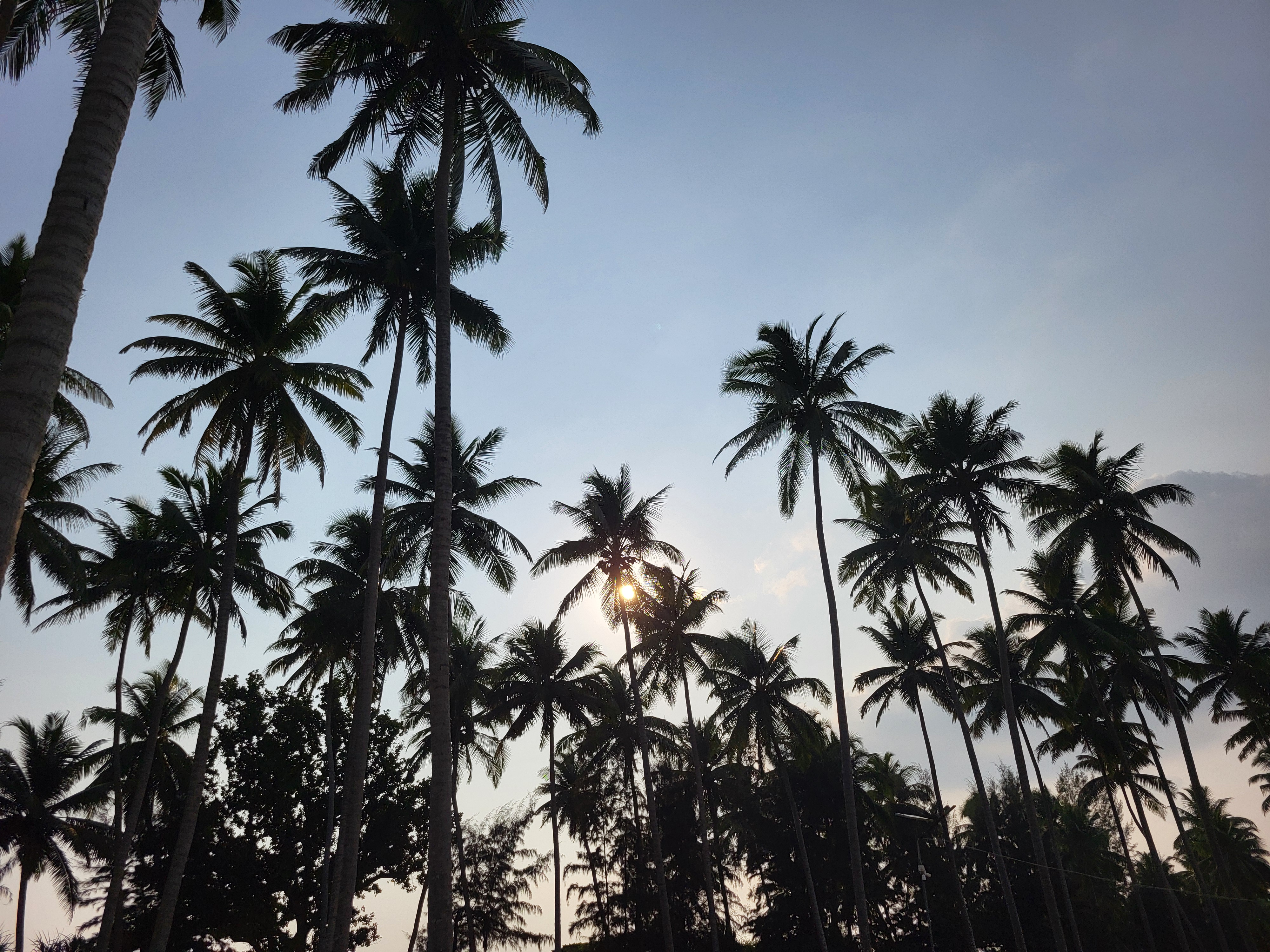 Coconut trees all around